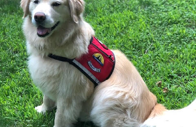 An Adorable New Friend at HAWC’s Emergency Shelter